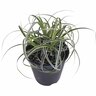 Carex Featherfalls PVR