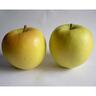 Apple Dwarf Golden Delicious