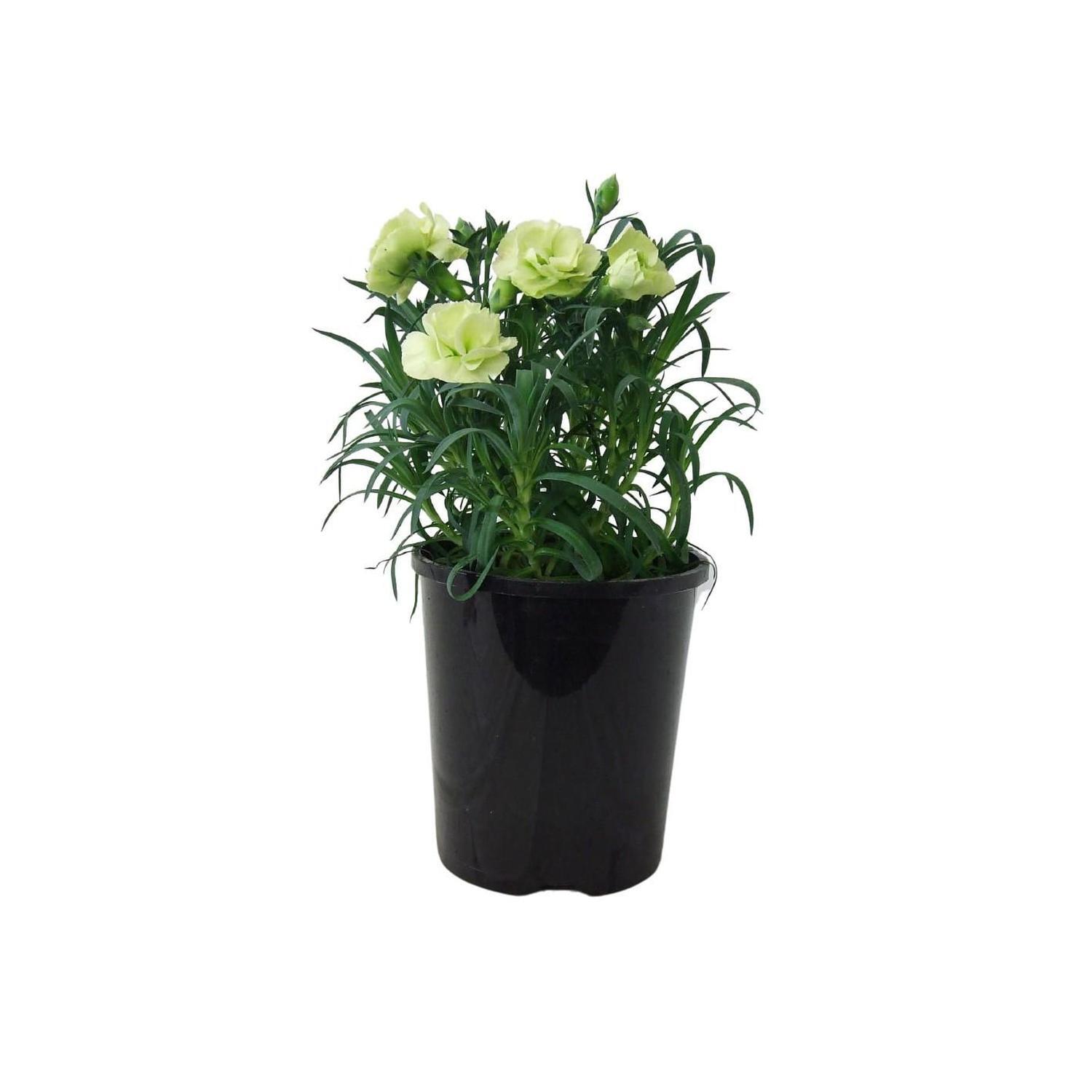 Love Carnation Sphere