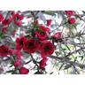 Leptospermum Wiri Joan
