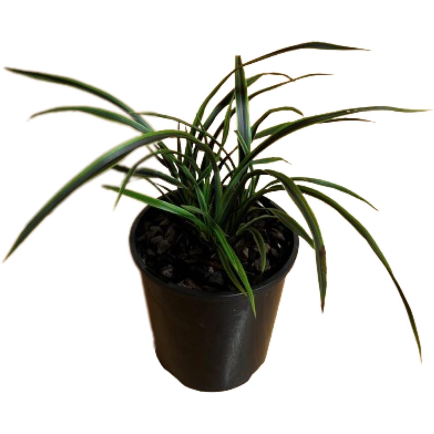 Phormium Licorice and Lime