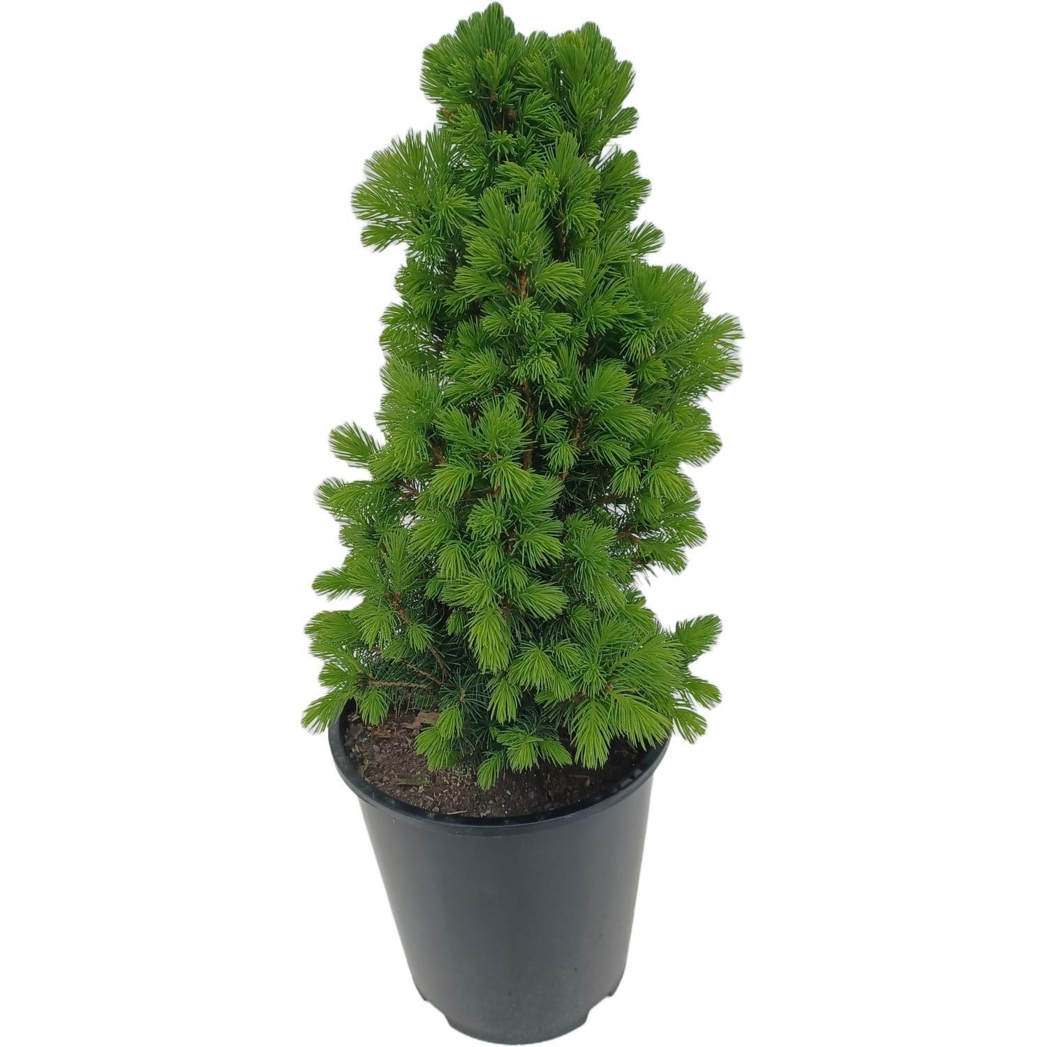 Picea Glauca ‘Conica’
