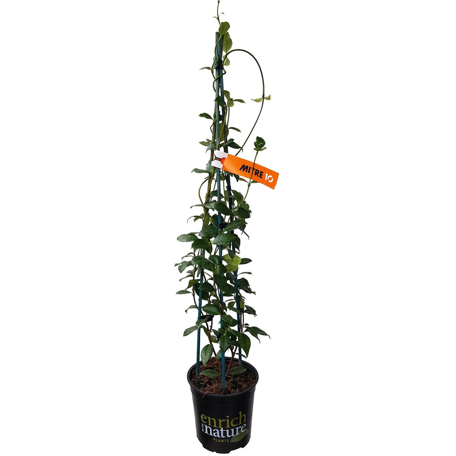 Star Jasmine