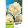 Daffodil Double Obdam 5 pack