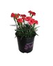 Dianthus Rosebud