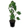 Abutilon Moon White 2.5 litre