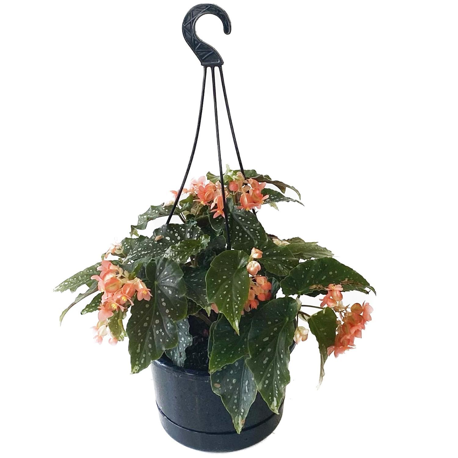 Begonia Angelica Basket 17.5cm