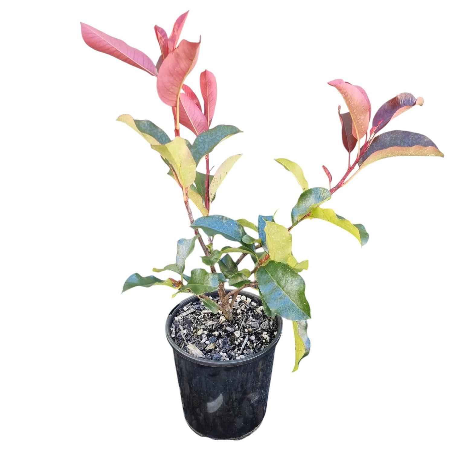 Photinia Red Robin 2L