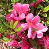 Azalea Autumn Empress