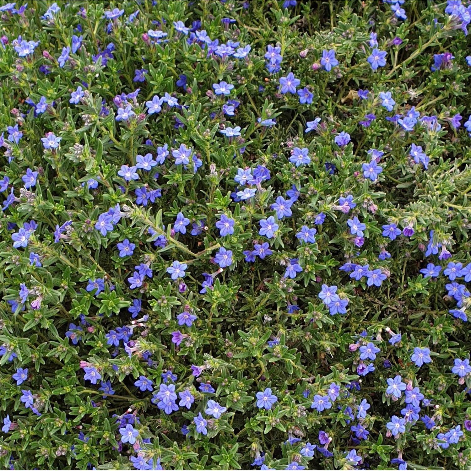 Lithodora Graceward