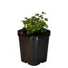 Parsley Italian