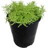 Sedum Gold Blob
