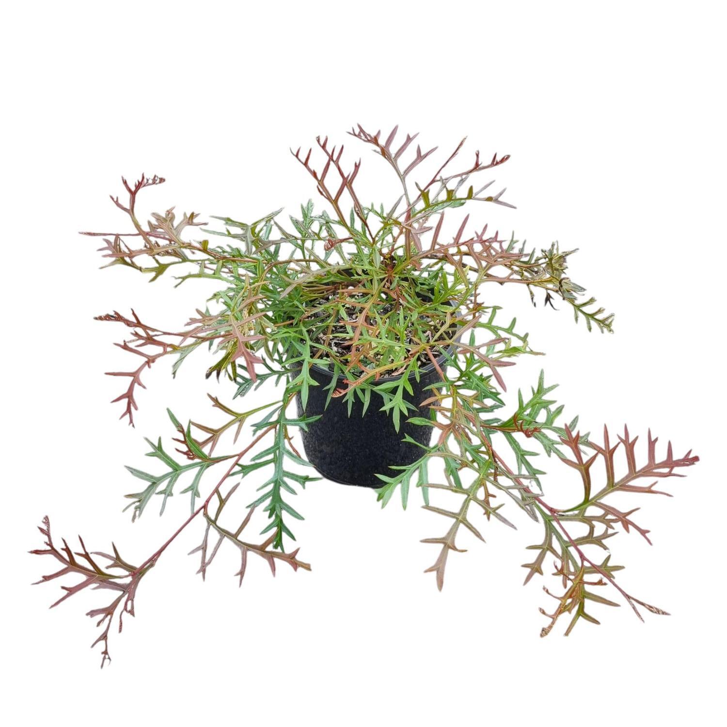 Grevillea Bronze Rambler 2L
