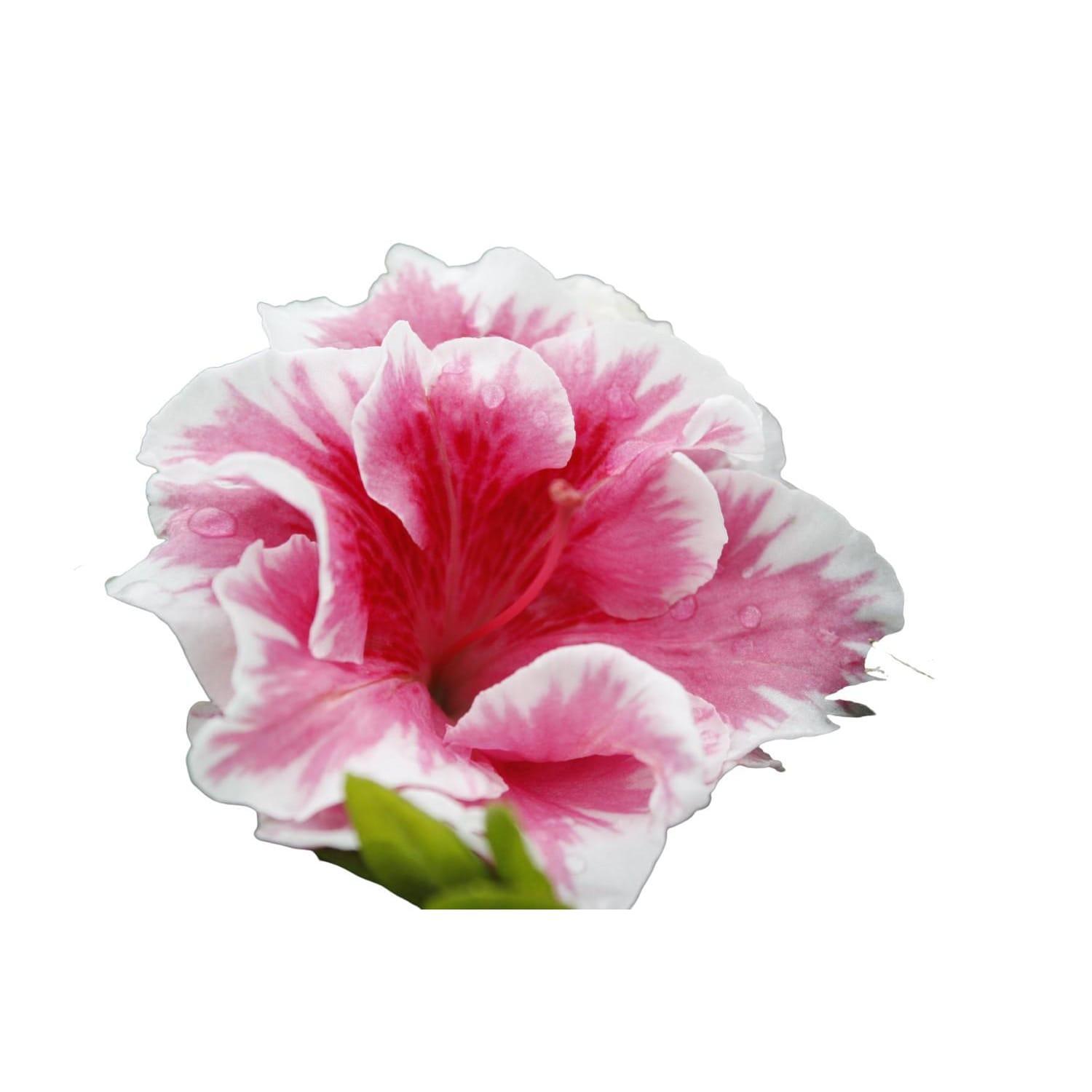 Azalea