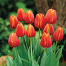Tulip Darwin 'Ad Rem'
