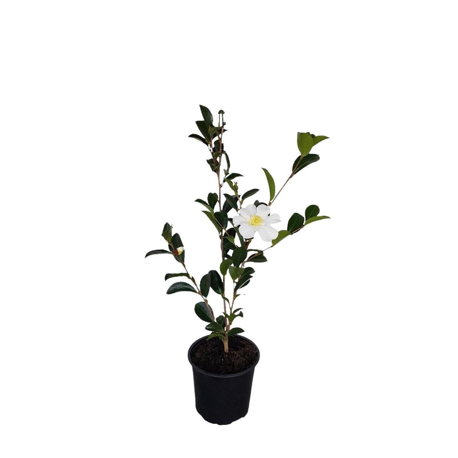 Camellia Setsugeka  1.5L  Green, Cream