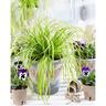 Carex Everillo