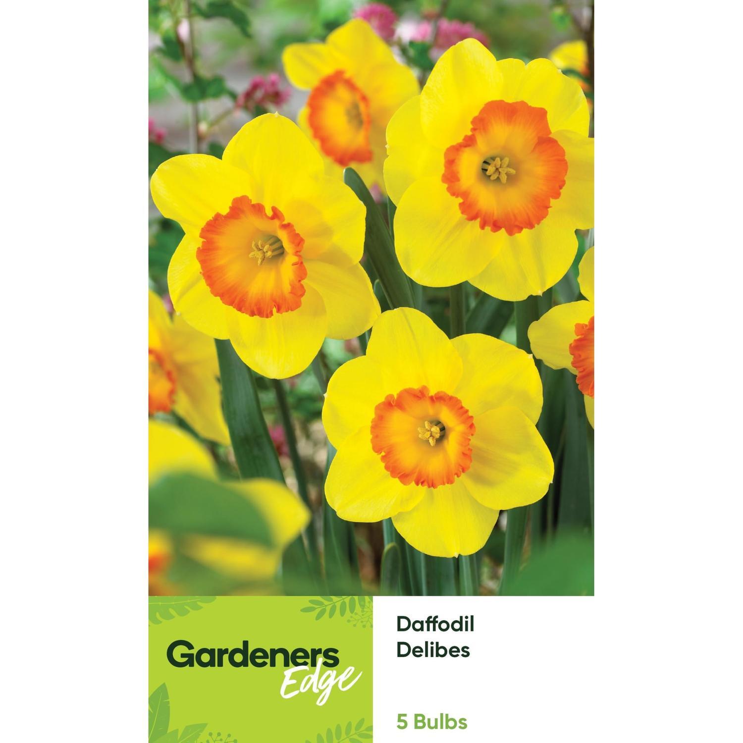 Daffodil Trumpet Colour Run 5 Pack