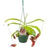 Nepenthes 13cm