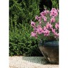 Lavender Lavish Rose