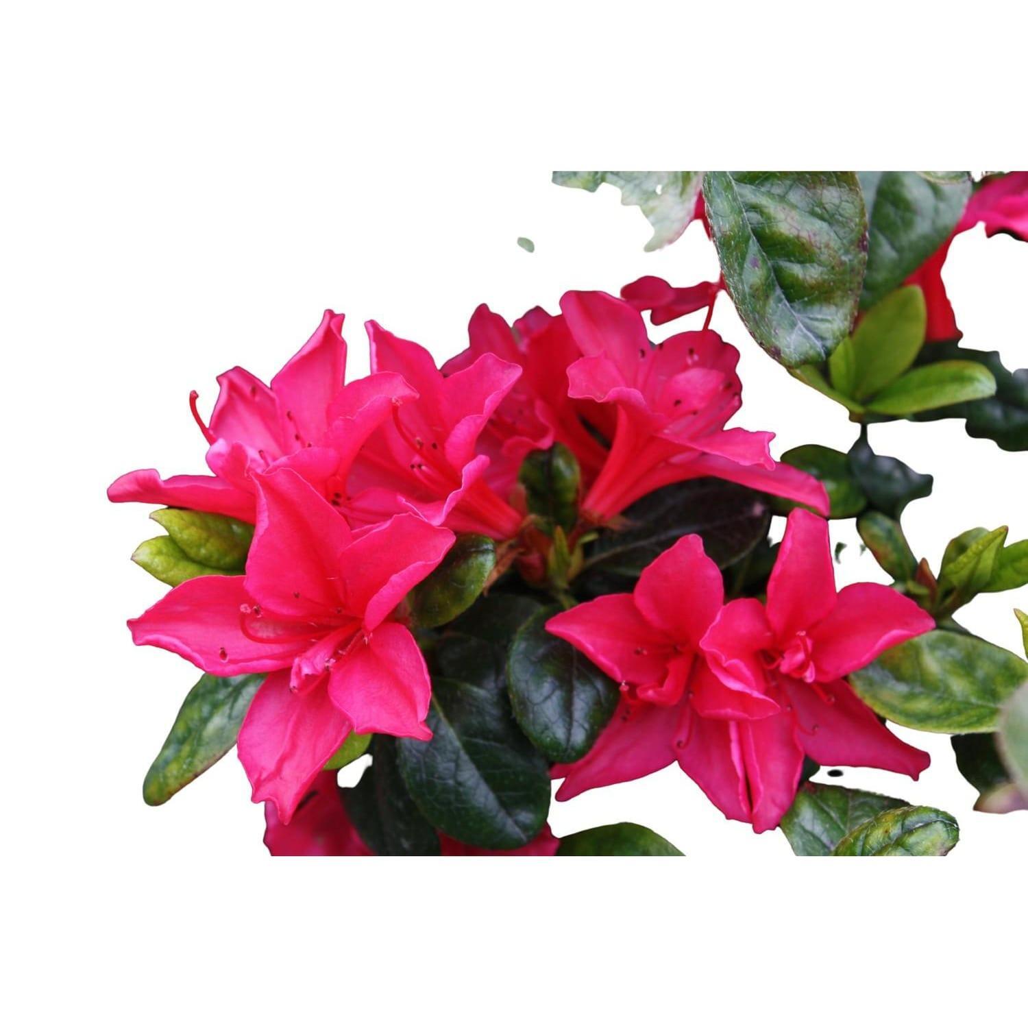 Azalea