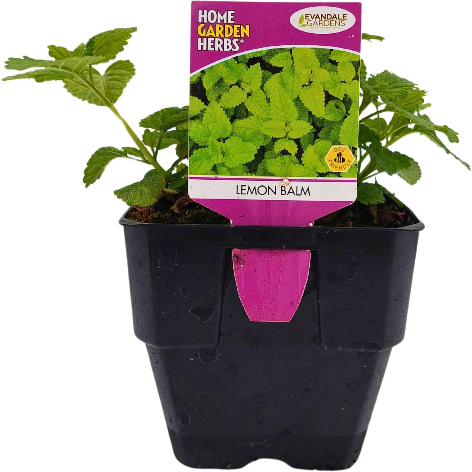 Lemon Balm