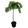 Robinia Lace Lady Standard