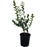Camellia Silver Column