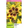 Lily Asiatic Pieton Pack of 1
