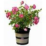 Flower Carpet Rose Pink Splash