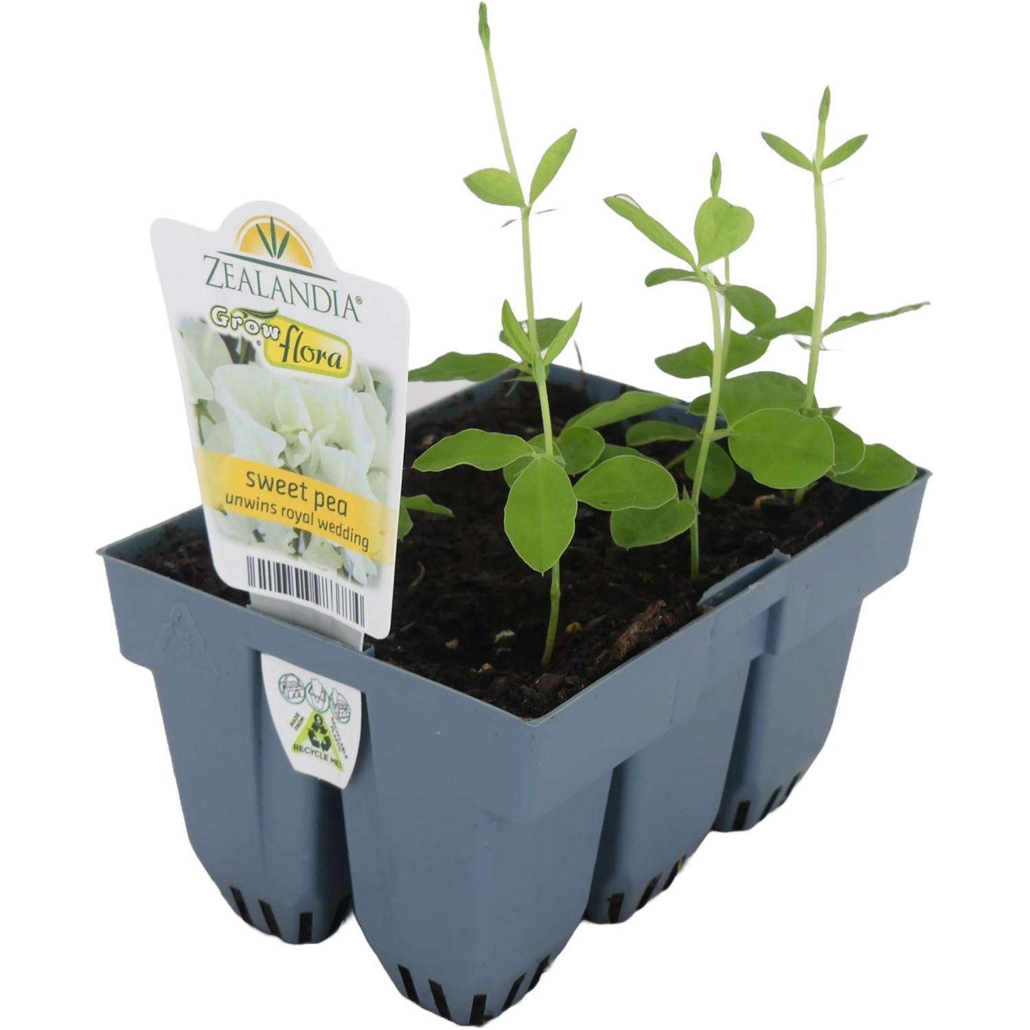 Sweet Pea Unwins Royal Wedding 6 pack
