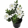 Gardenia Fragrant Star