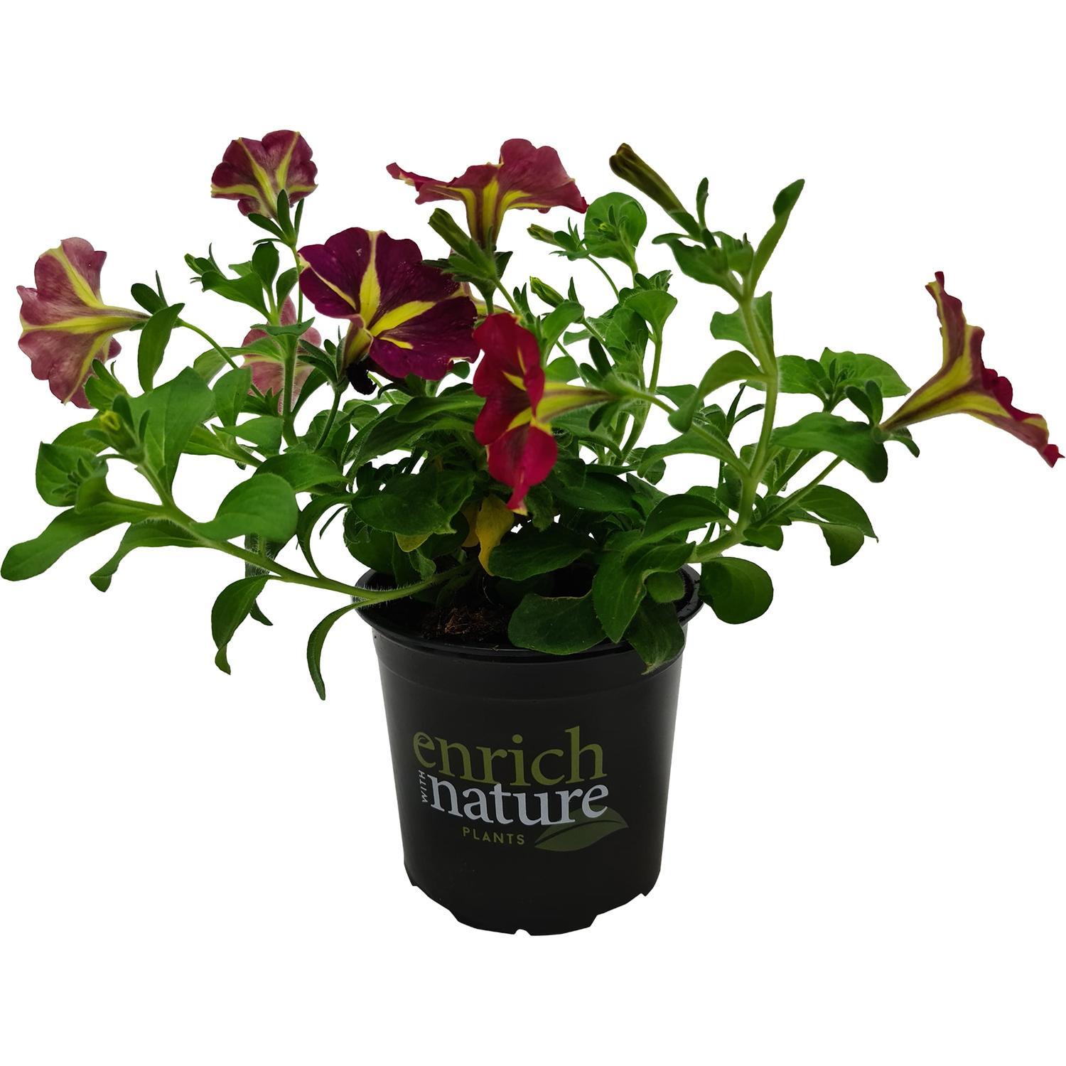 Petunia Amore Queen of Hearts