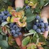 Blueberry Peach Sorbet® 1.9L