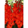 Gladioli Masacagni 10 Pack