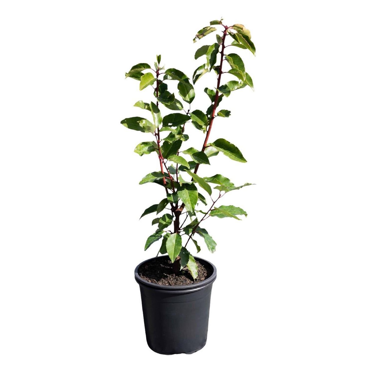 Prunus Lusitanica  1.5L  Green