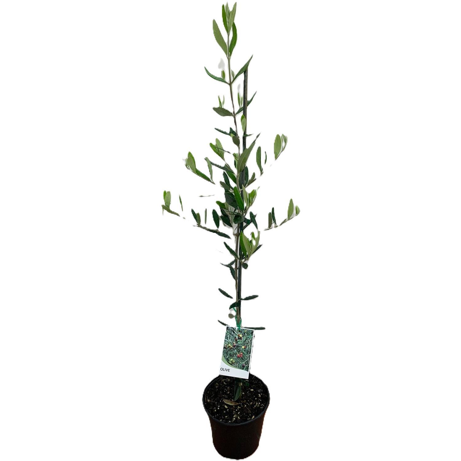 Olive Tree 2.5 litre Green
