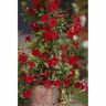 Mandevilla 'Pretty Deep Red'