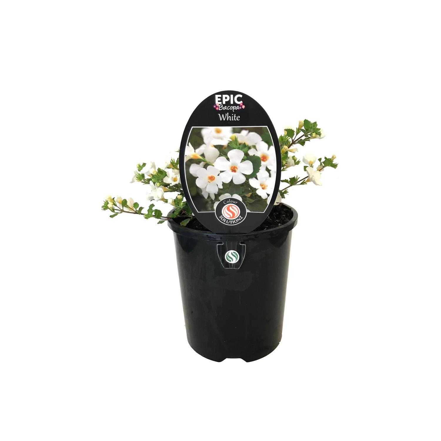 Bacopa Epic