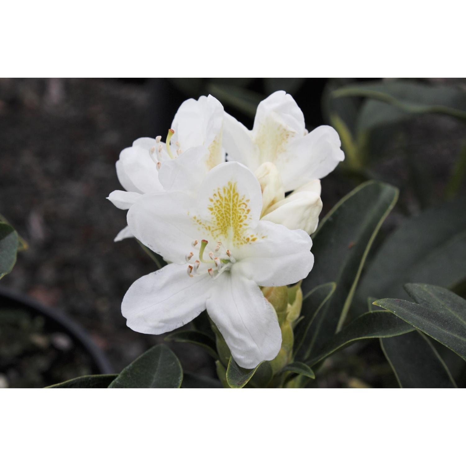 Rhododendron Cunninghams White
