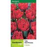 Tulip Double 'Red Princess'