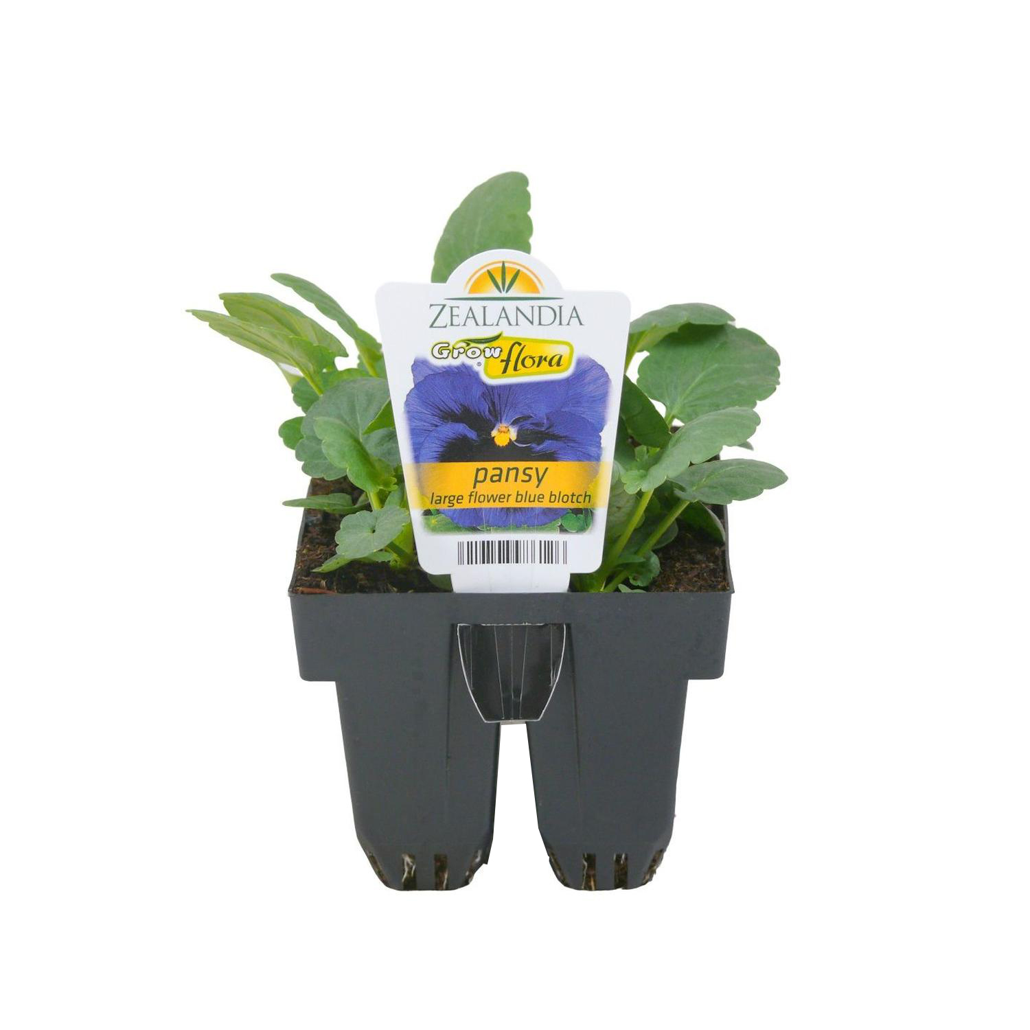 Pansy Large Flowered