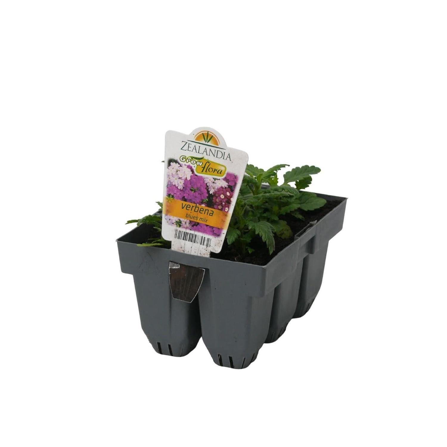 Verbena