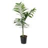 Palm Chamaedorea Costaricana 4.7 litre