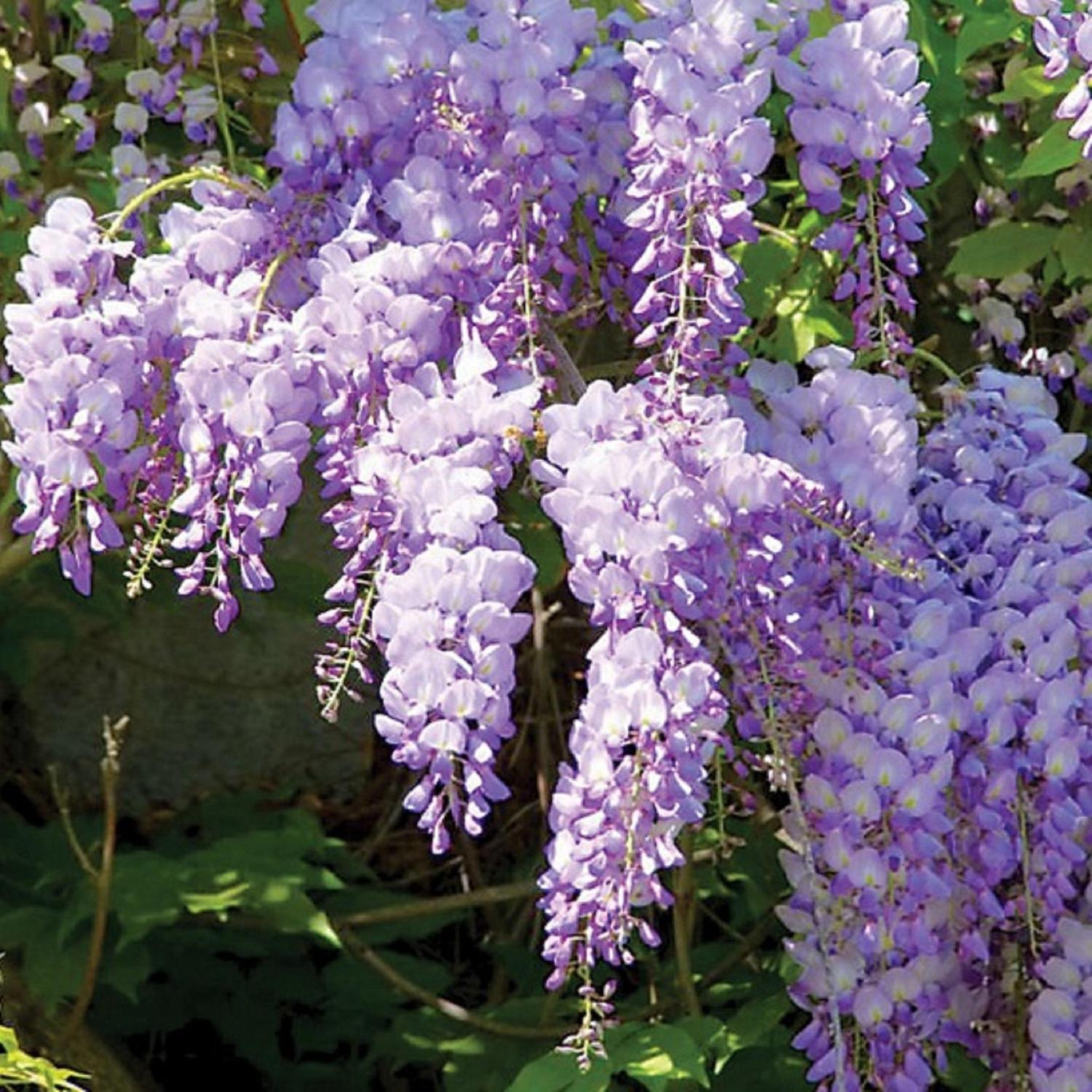 Wisteria Bicolour