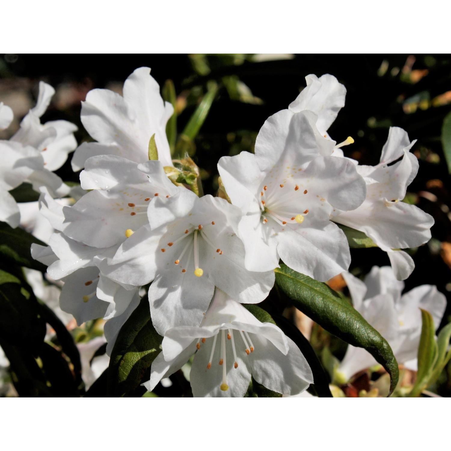 Rhododendron Dora Amateis