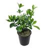 Gardenia Professor Pucci 3.3L
