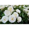 Rose Bush White Romance 6L