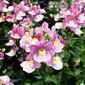 Nemesia Lilac Queen