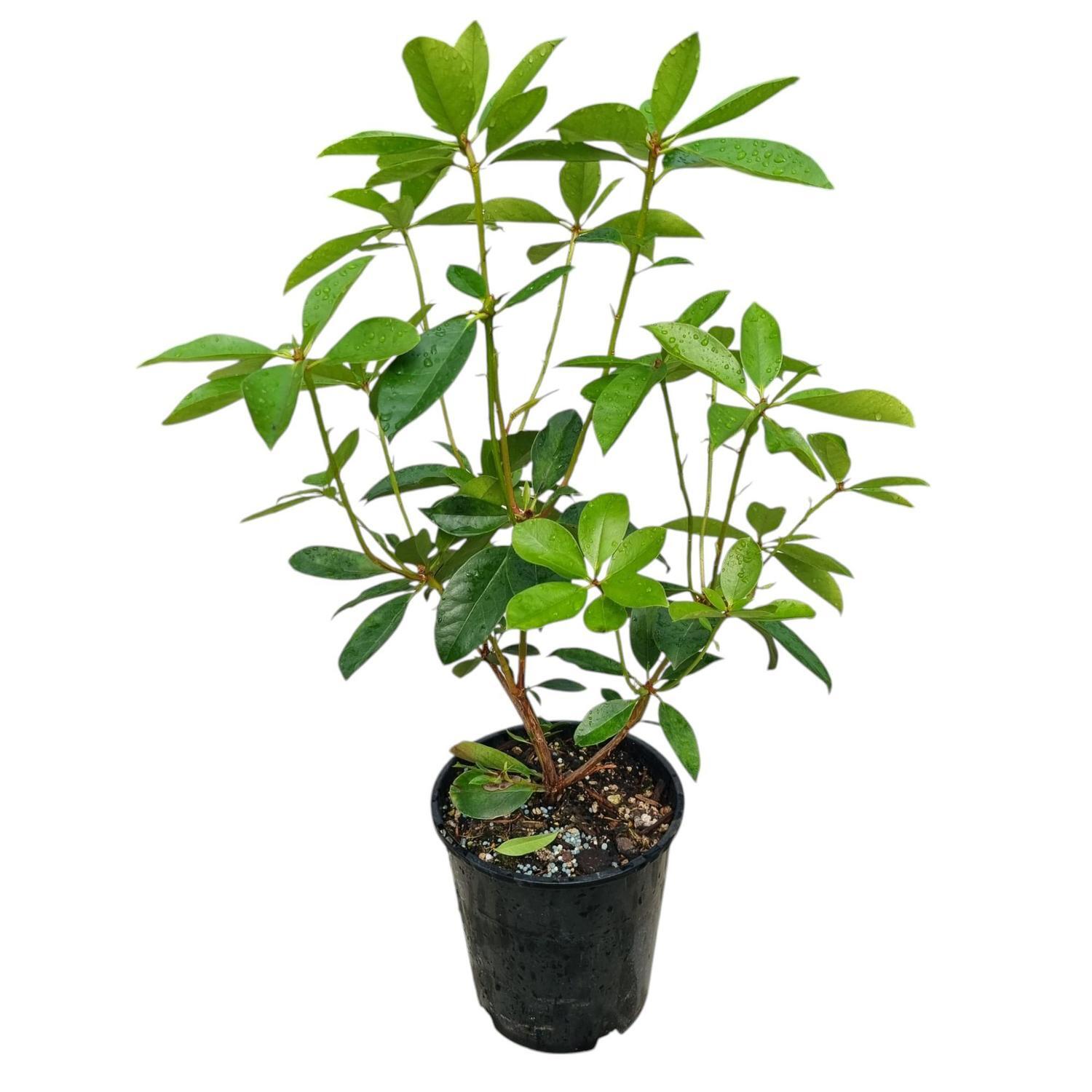 Vireya Tropical Glow 3.3L